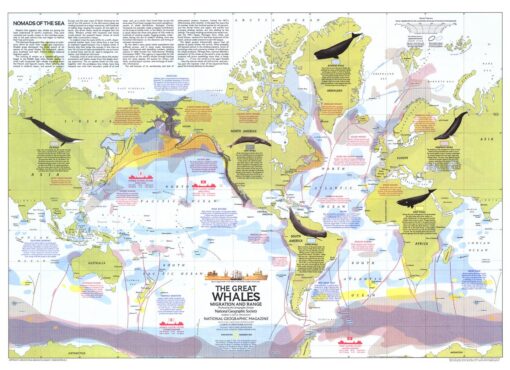 Great Whales, Migration and Range  -  Published 1976 by National Geographic