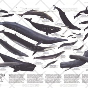 Whales of the World - Published 1976 by National Geographic