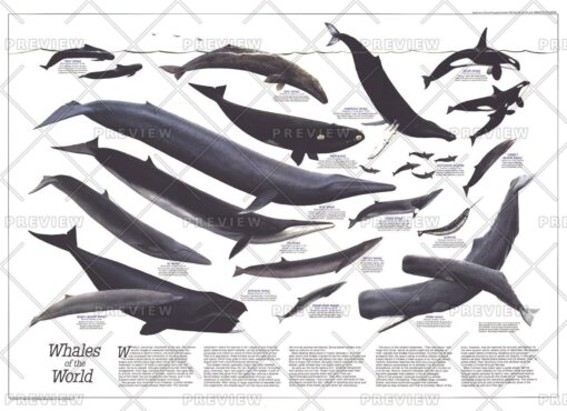 Whales of the World - Published 1976 by National Geographic
