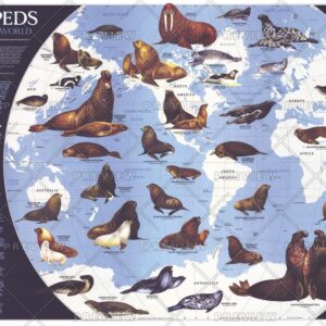 Pinnipeds Around the World  -  Published 1987 by National Geographic