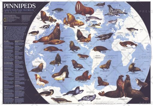 Pinnipeds Around the World  -  Published 1987 by National Geographic